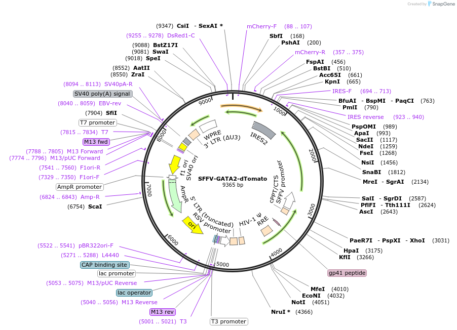 242696-plasmid-map-sequence-id-489124