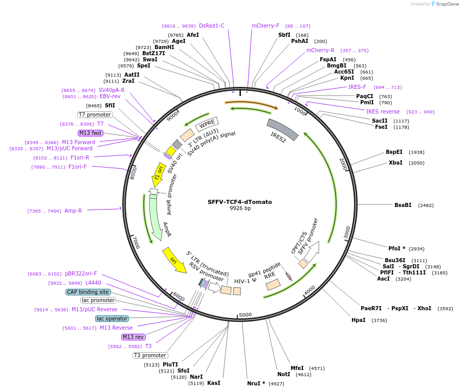 242693-plasmid-map-sequence-id-489125