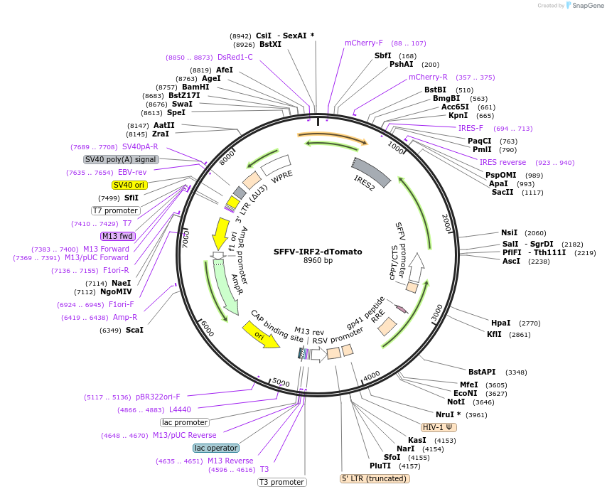 242692-plasmid-map-sequence-id-489126