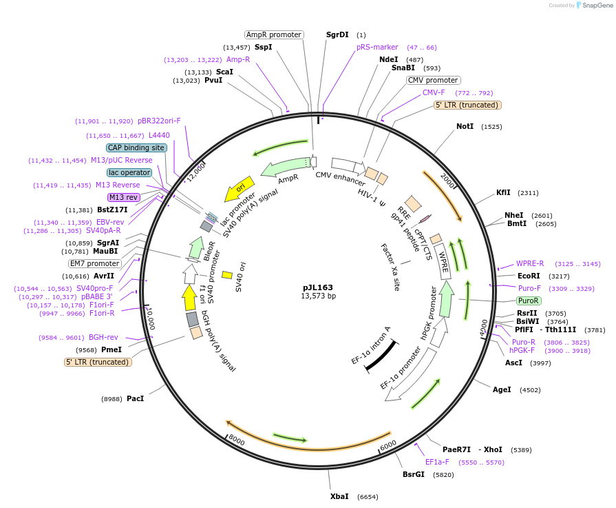 243686-plasmid-map-sequence-id-489136