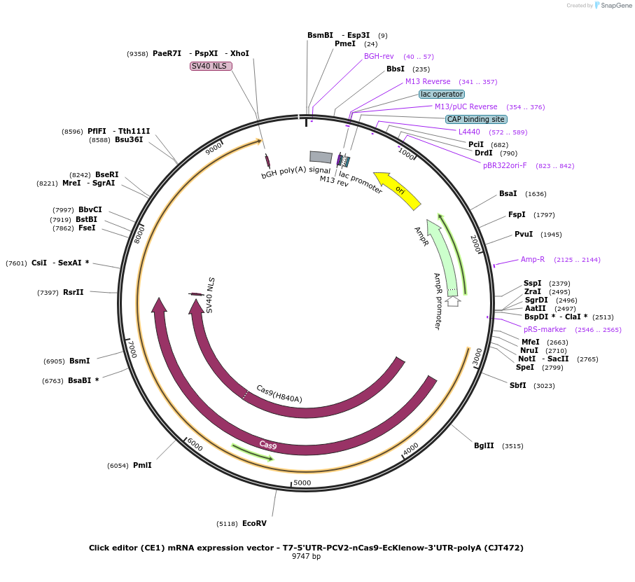 217808-plasmid-map-sequence-id-489173