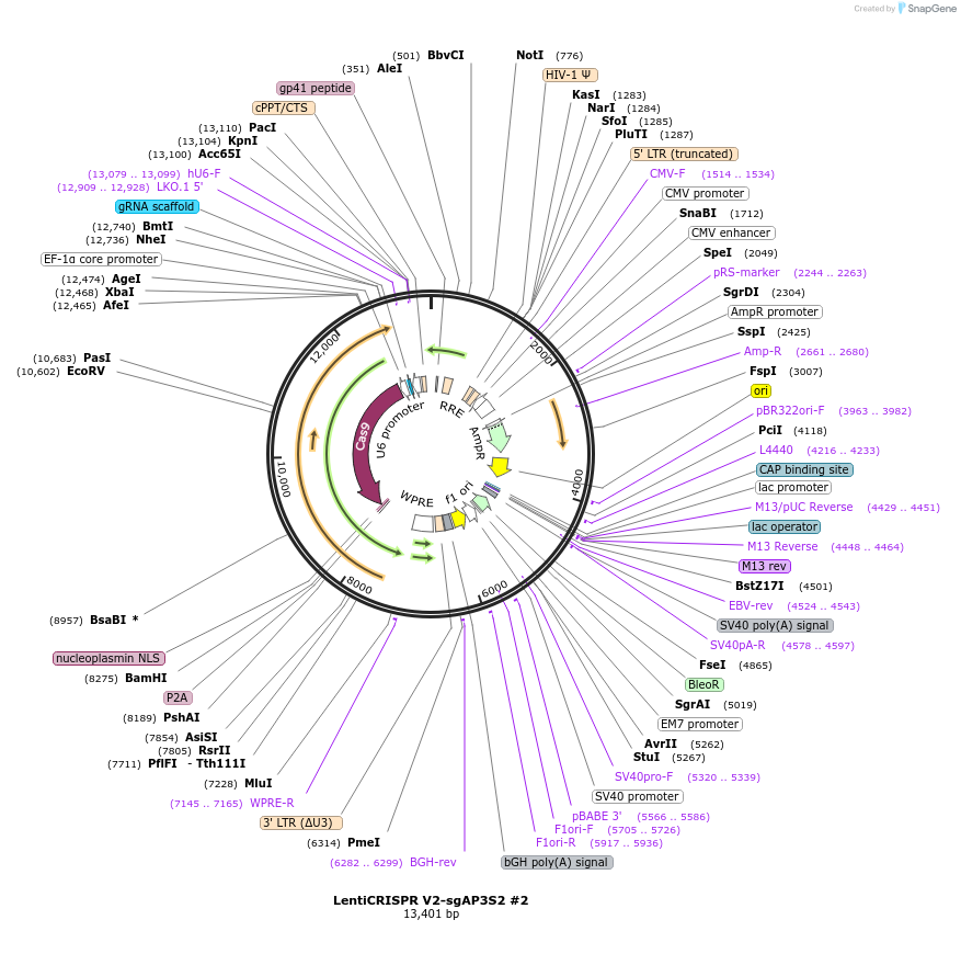 241941-plasmid-map-sequence-id-489174