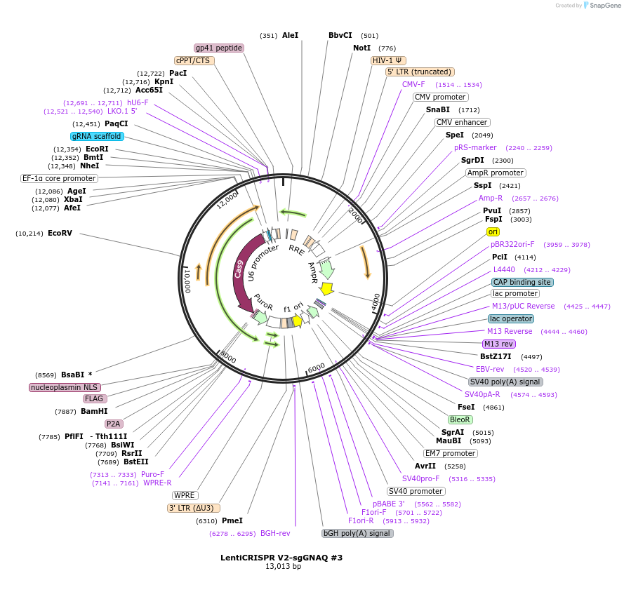 241944-plasmid-map-sequence-id-489243