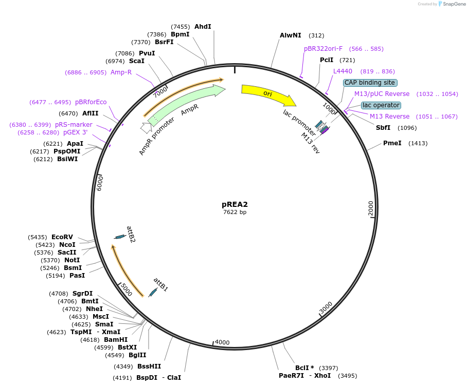 245831-plasmid-map-sequence-id-489305