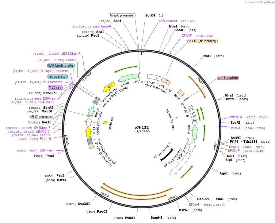 243728-plasmid-map-sequence-id-489310