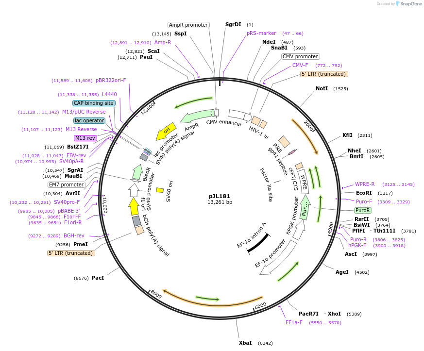243689-plasmid-map-sequence-id-489313