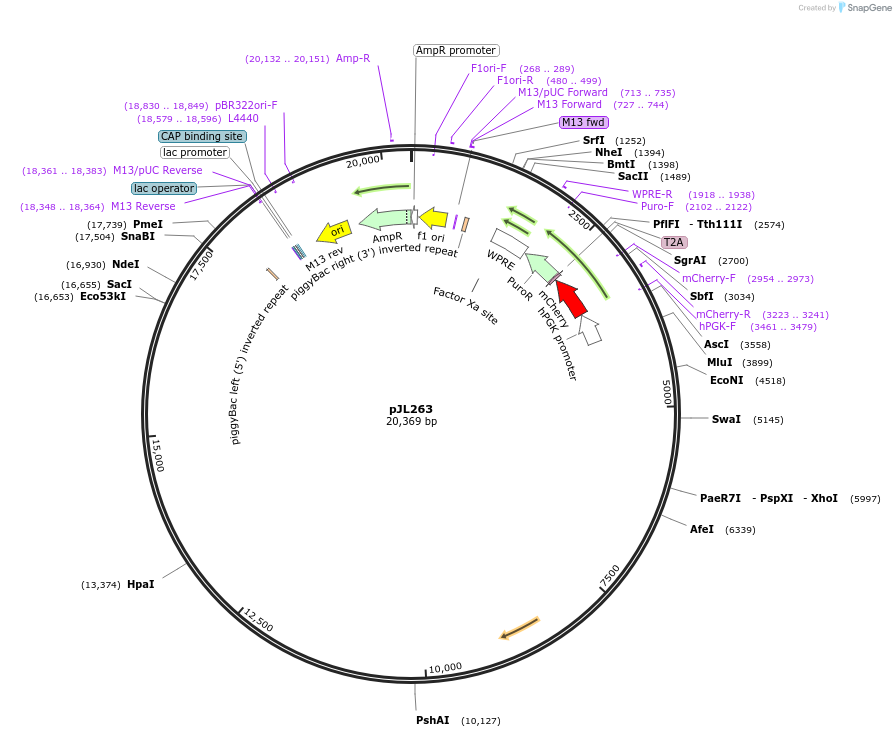 243699-plasmid-map-sequence-id-489320
