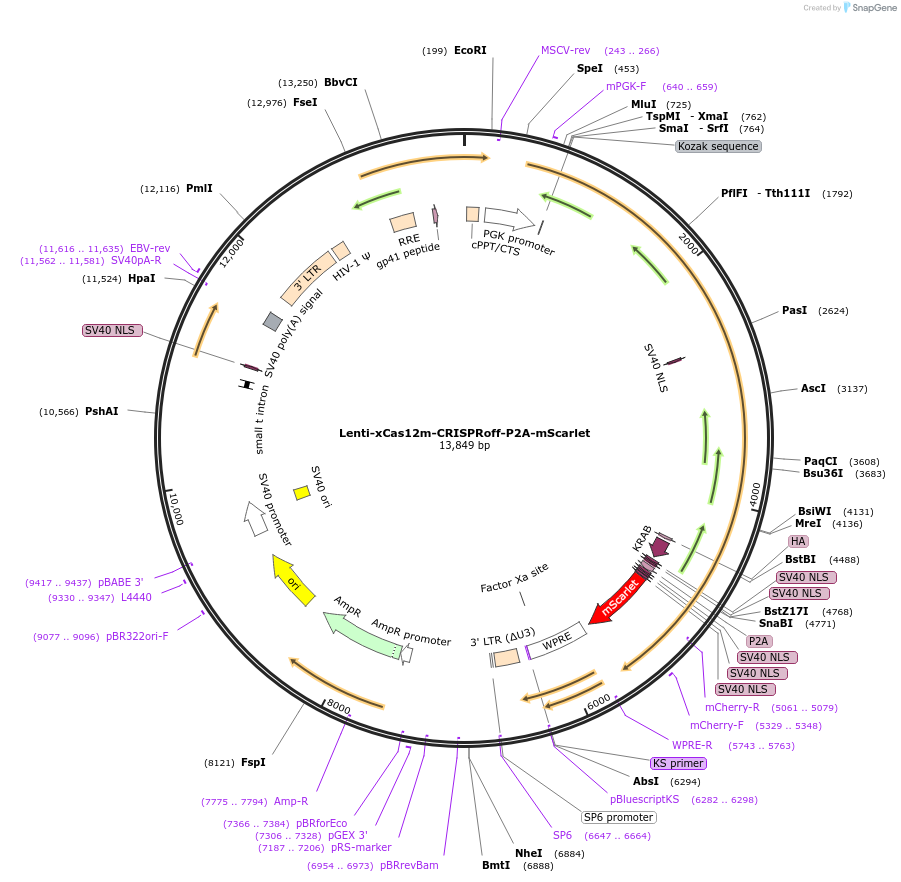 244462-plasmid-map-sequence-id-489335