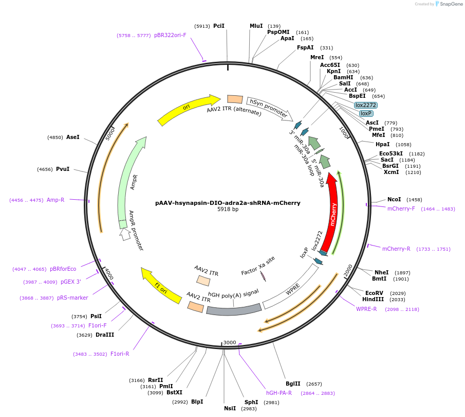 245063-plasmid-map-sequence-id-489355