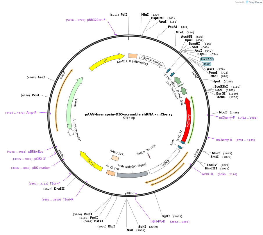 245064-plasmid-map-sequence-id-489358