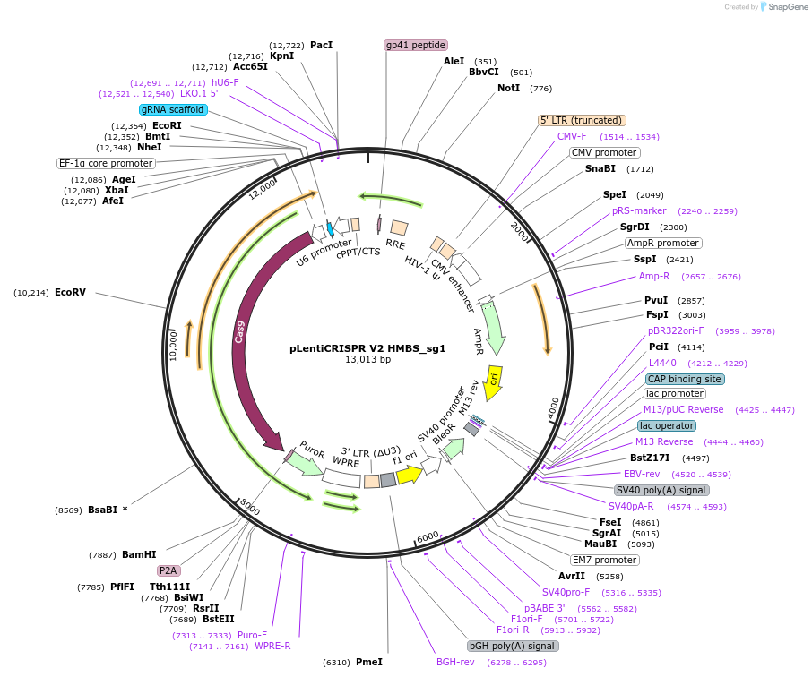 244859-plasmid-map-sequence-id-489386