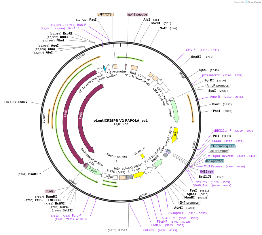 244861-plasmid-map-sequence-id-489387