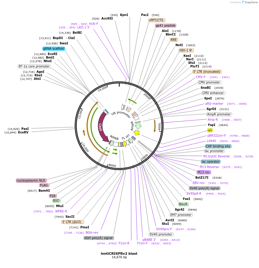 98293-plasmid-map-sequence-id-489390