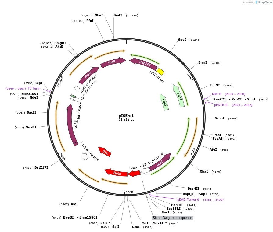 226819-plasmid-map-sequence-id-489396