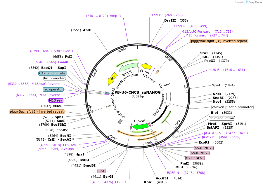242176-plasmid-map-sequence-id-489406