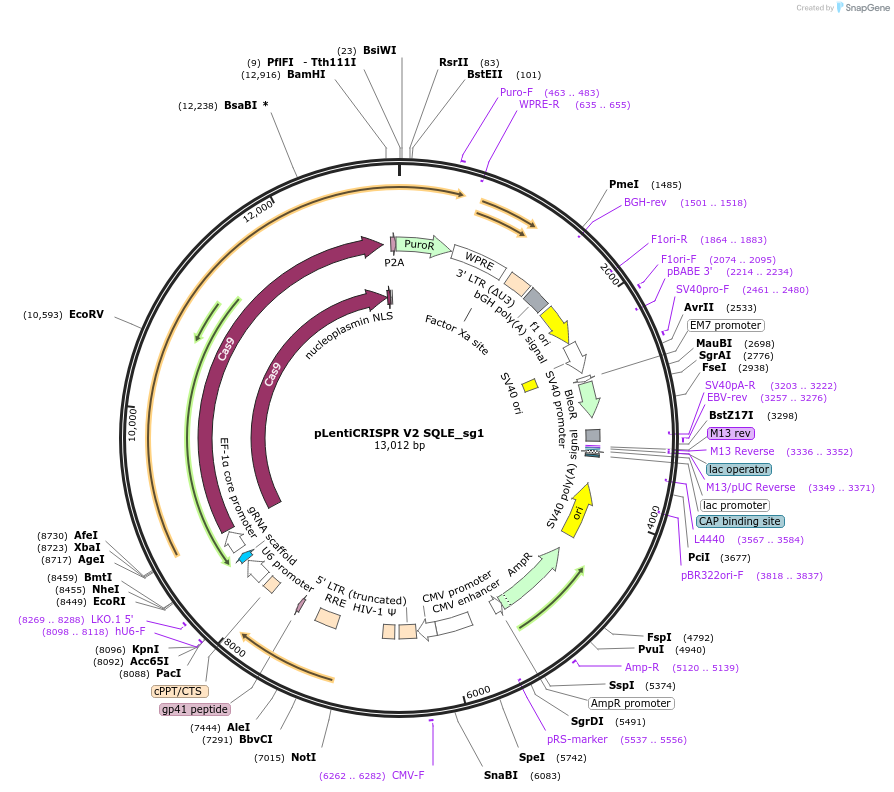 244871-plasmid-map-sequence-id-489415