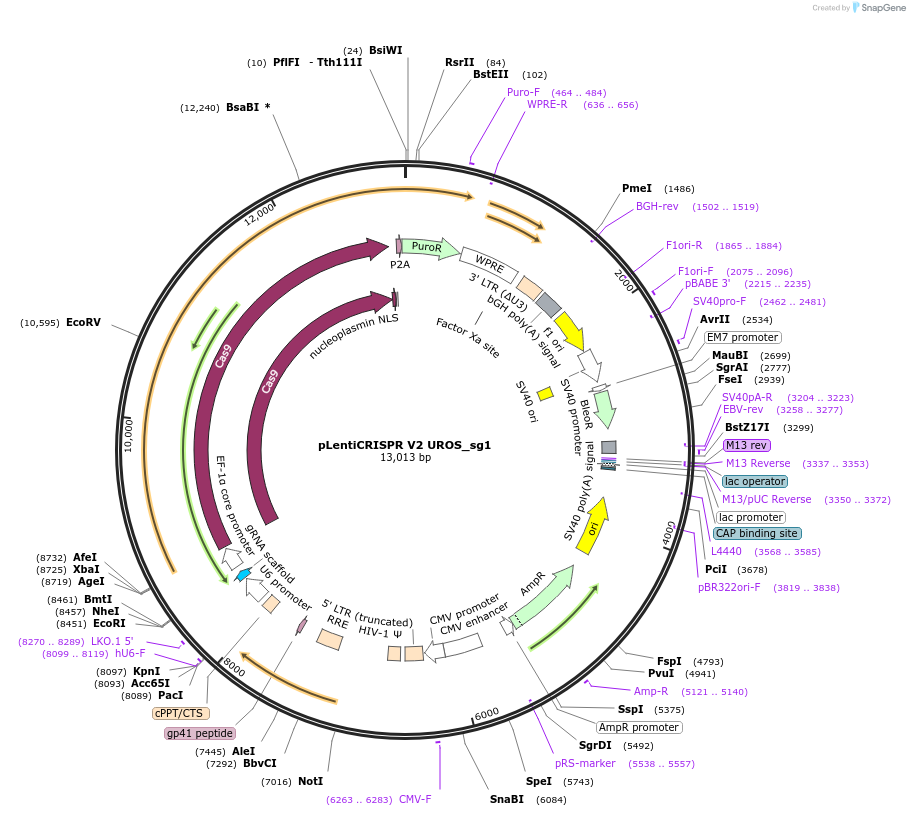 244873-plasmid-map-sequence-id-489416