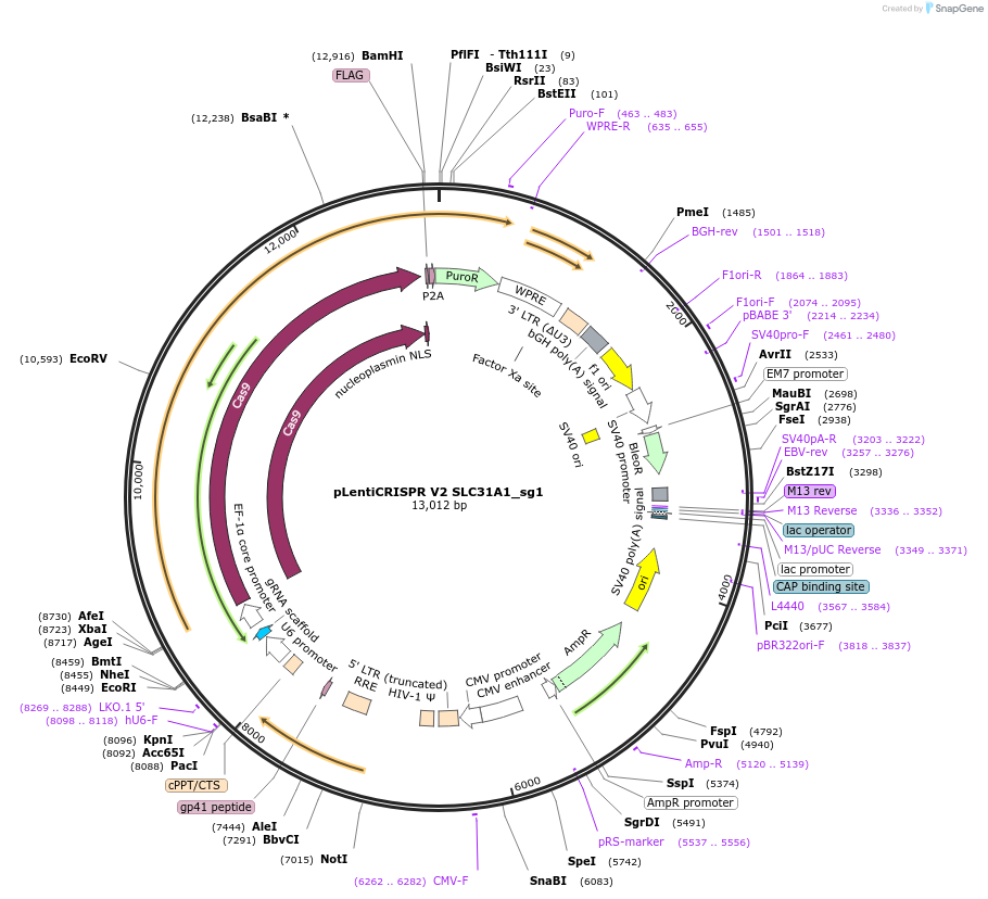 244869-plasmid-map-sequence-id-489418