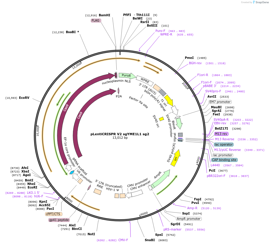 244868-plasmid-map-sequence-id-489419