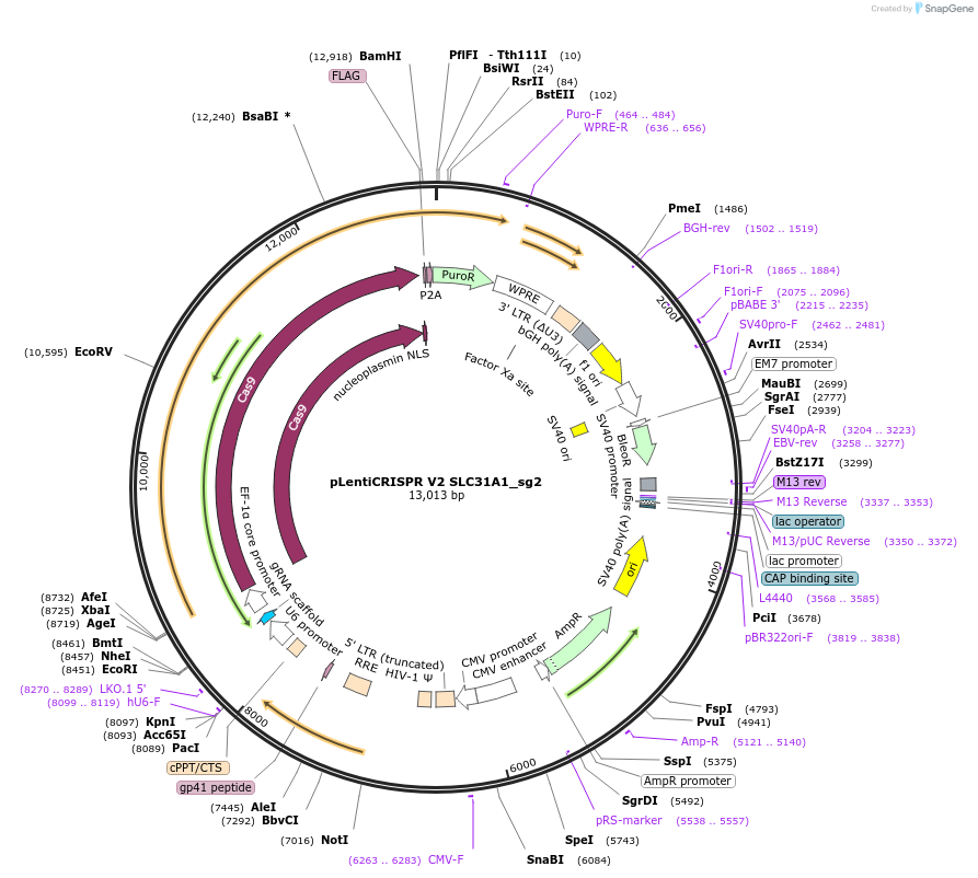 244870-plasmid-map-sequence-id-489422