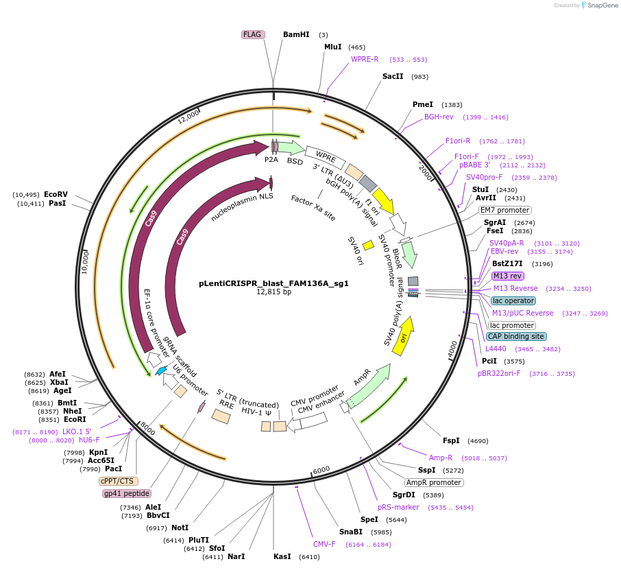 244875-plasmid-map-sequence-id-489423