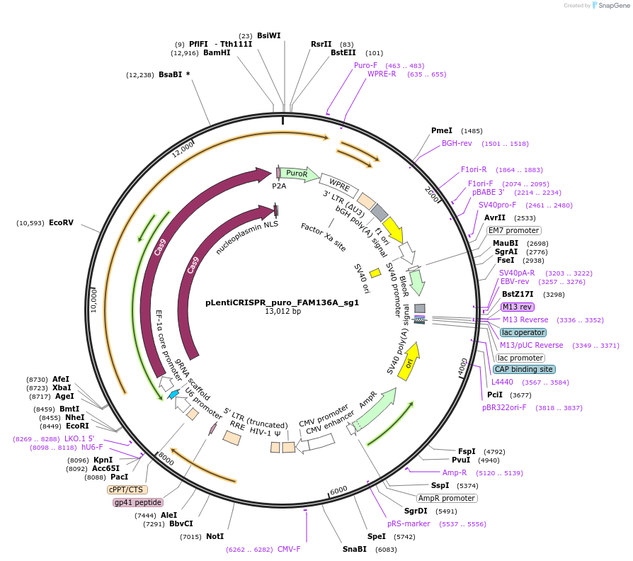 244877-plasmid-map-sequence-id-489438