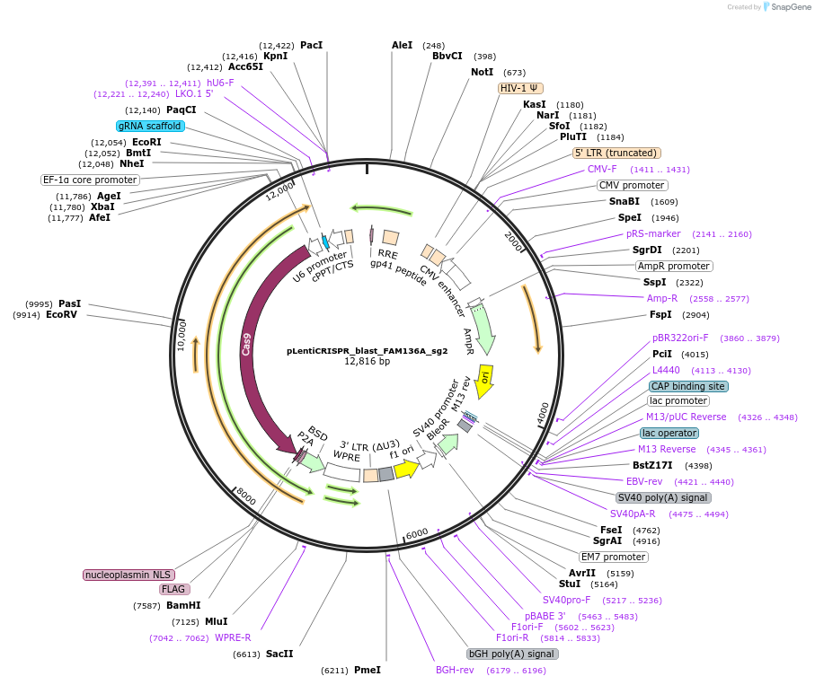 244876-plasmid-map-sequence-id-489439