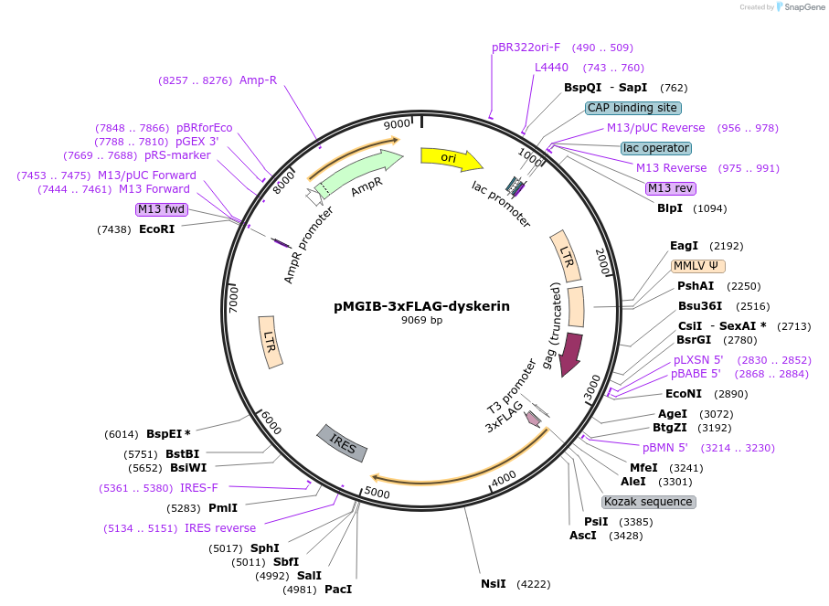 53607-plasmid-map-sequence-id-489462
