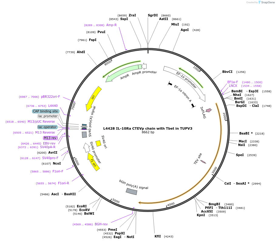 244196-plasmid-map-sequence-id-489480