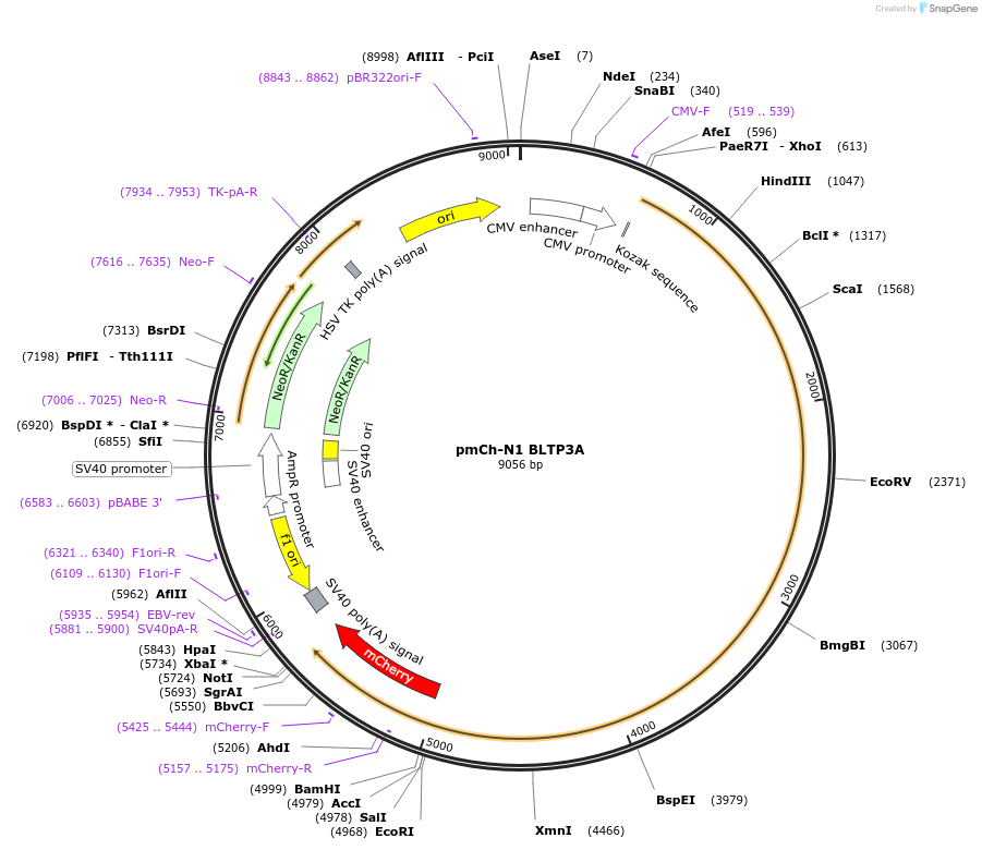 241246-plasmid-map-sequence-id-489492