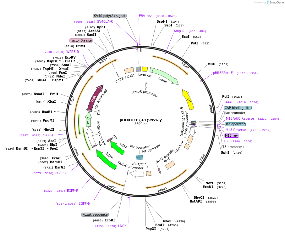 211347-plasmid-map-sequence-id-489510
