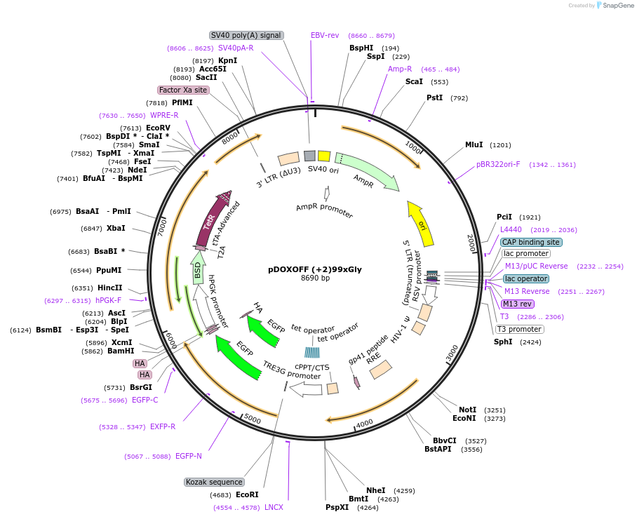 211348-plasmid-map-sequence-id-489511