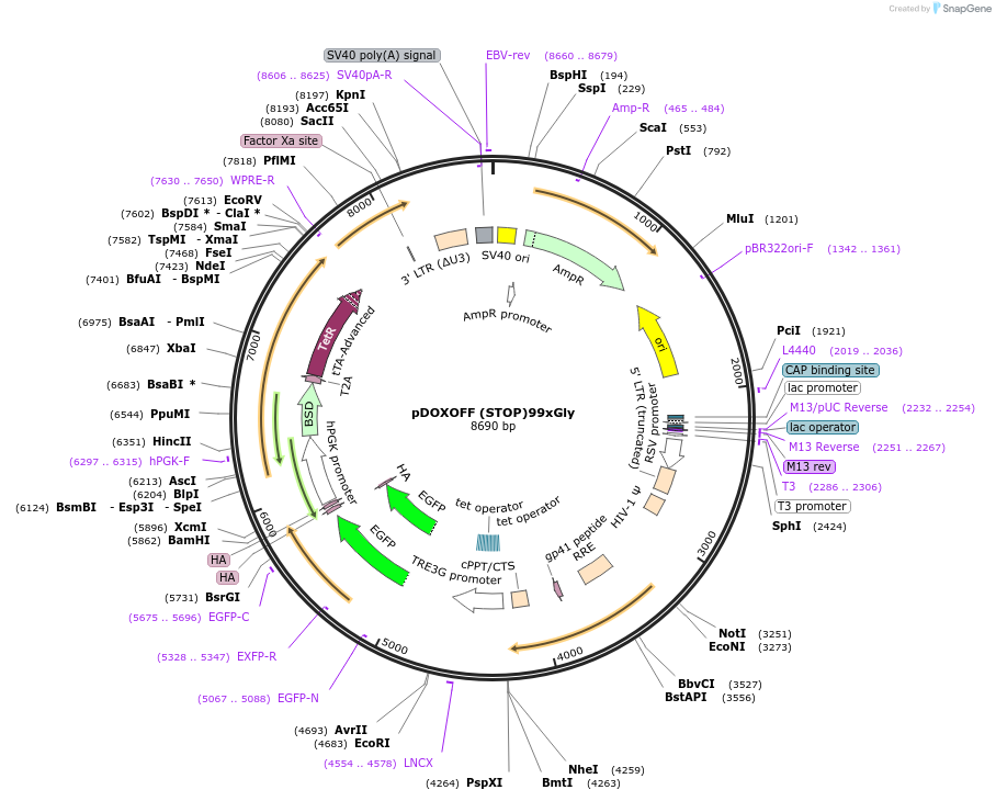 211349-plasmid-map-sequence-id-489513