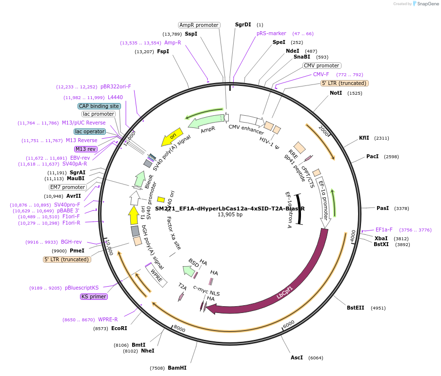 244209-plasmid-map-sequence-id-489531