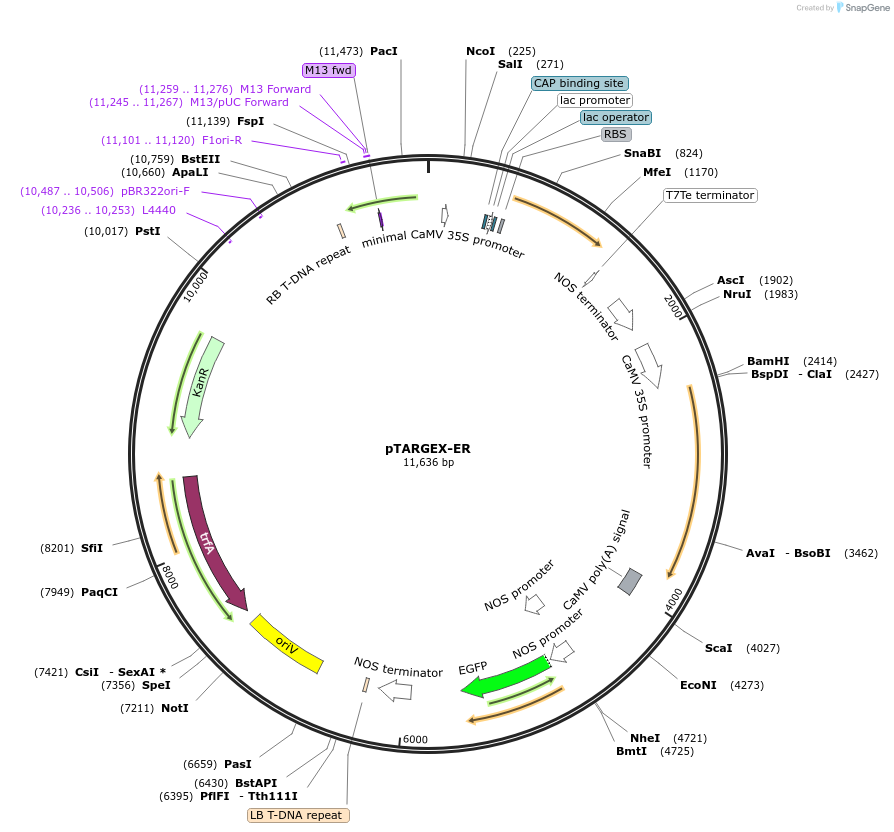 242449-plasmid-map-sequence-id-489545