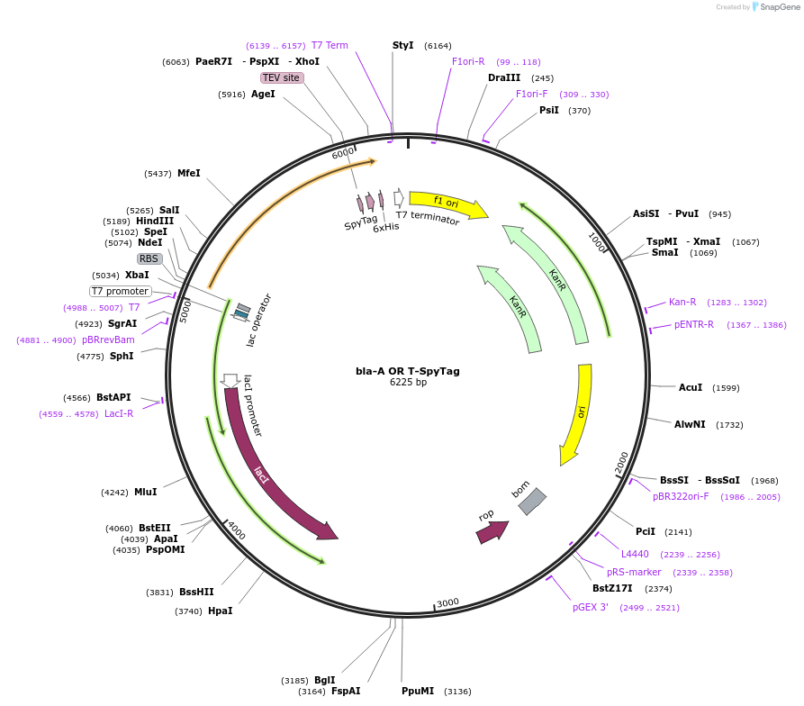 246945-plasmid-map-sequence-id-489550