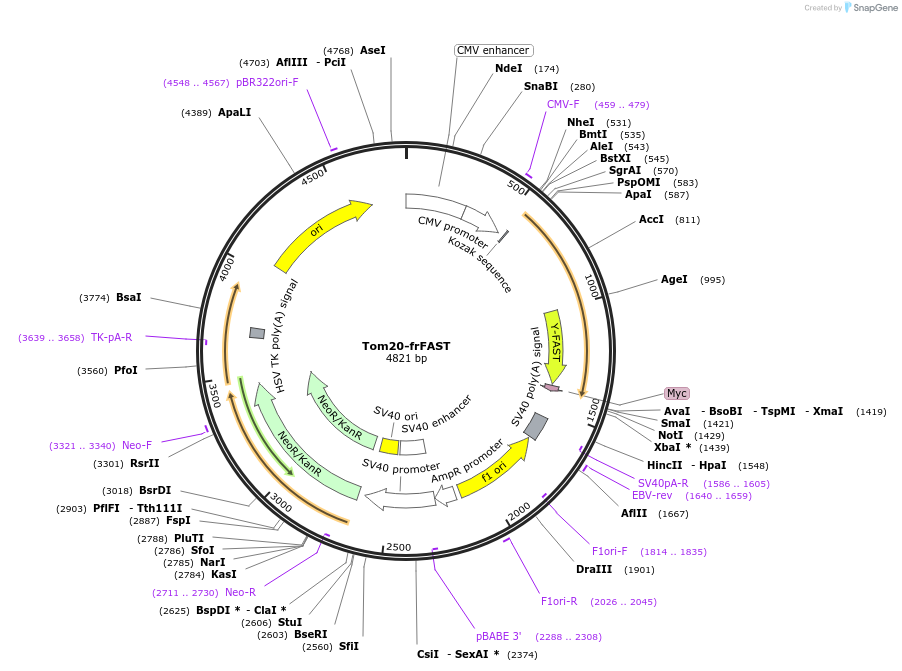 244245-plasmid-map-sequence-id-489553