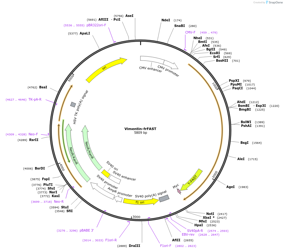 244246-plasmid-map-sequence-id-489554