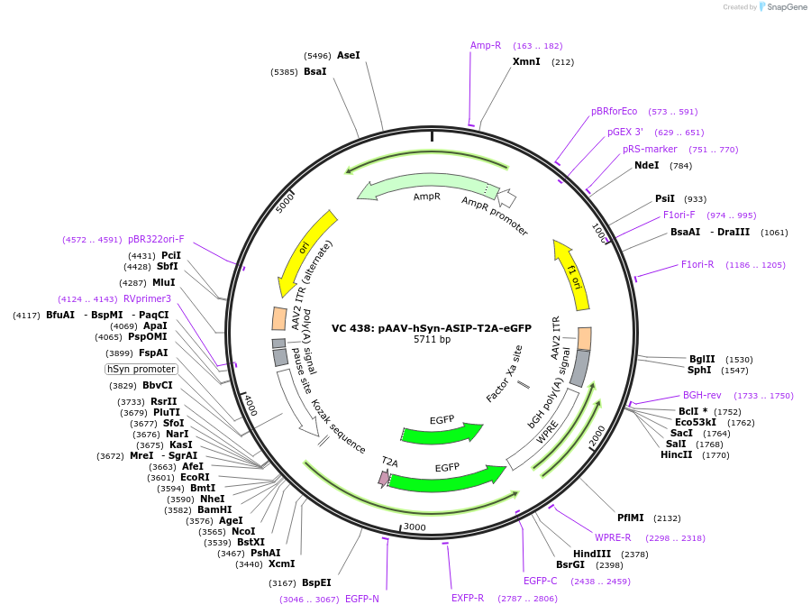246599-plasmid-map-sequence-id-489577