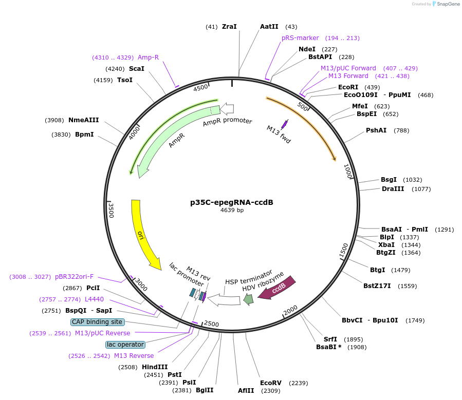 246791-plasmid-map-sequence-id-489579