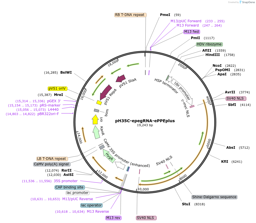 246795-plasmid-map-sequence-id-489585