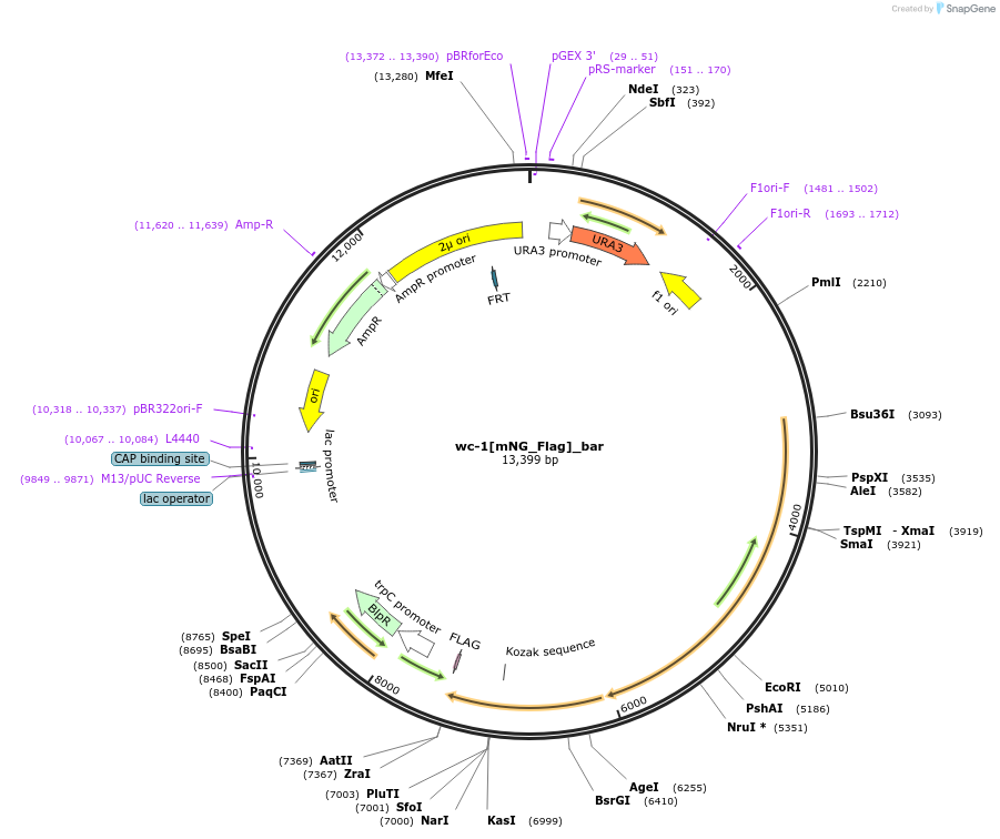 245518-plasmid-map-sequence-id-489597