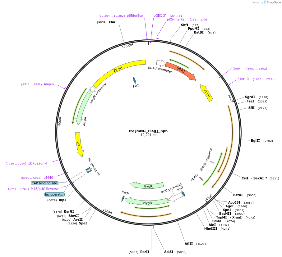 245515-plasmid-map-sequence-id-489600