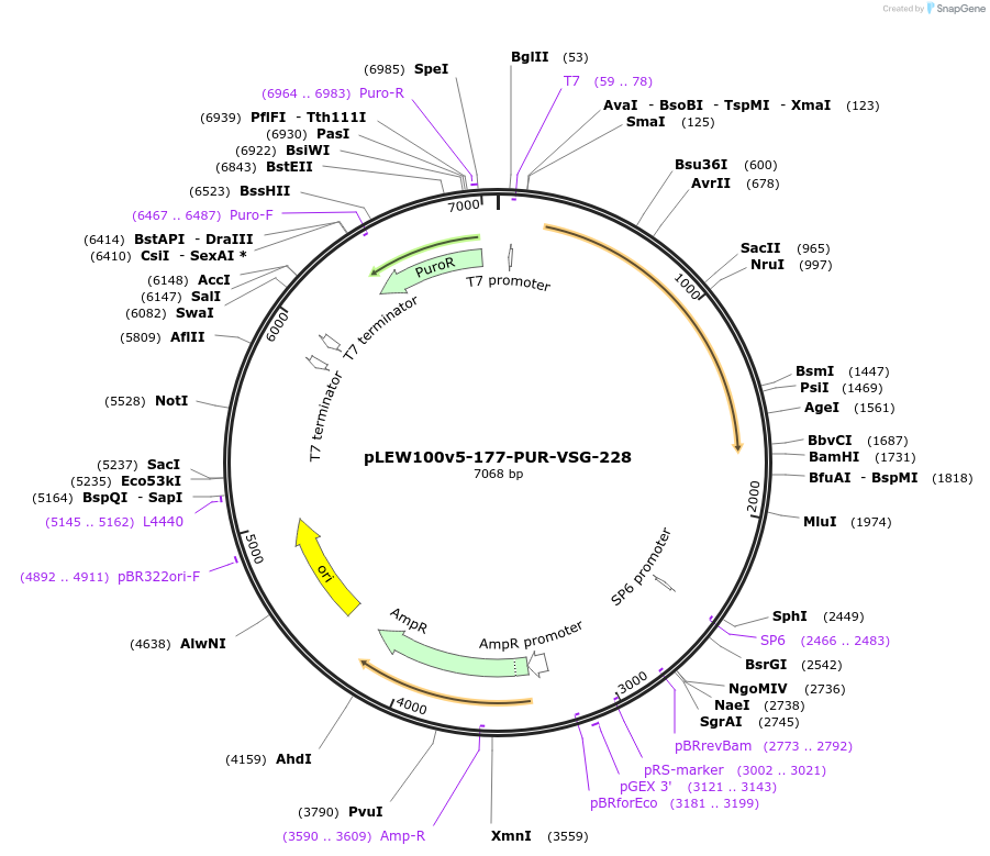 245107-plasmid-map-sequence-id-489612