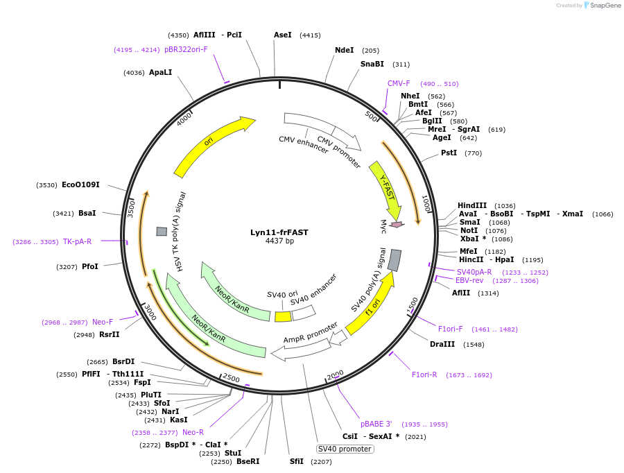244248-plasmid-map-sequence-id-489628