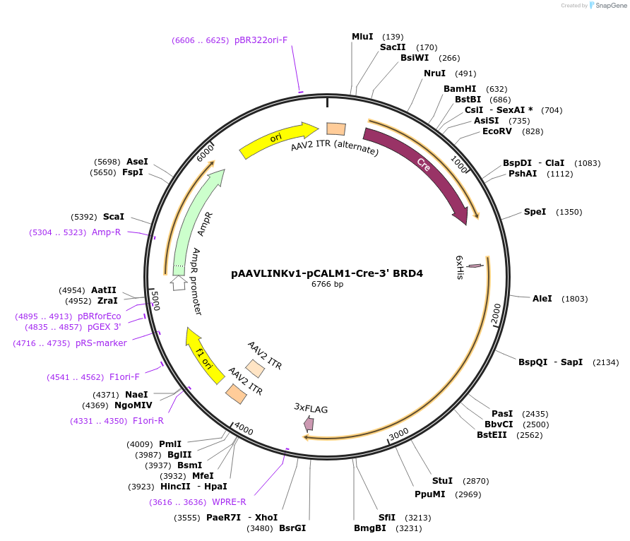 236683-plasmid-map-sequence-id-489643