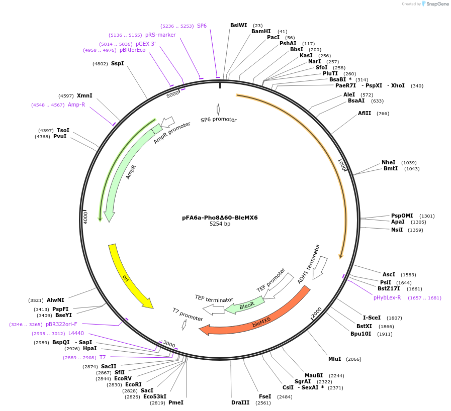 240974-plasmid-map-sequence-id-489662