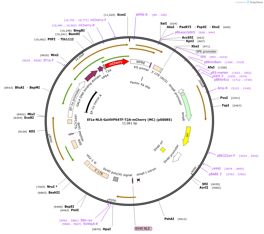 236353-plasmid-map-sequence-id-489665