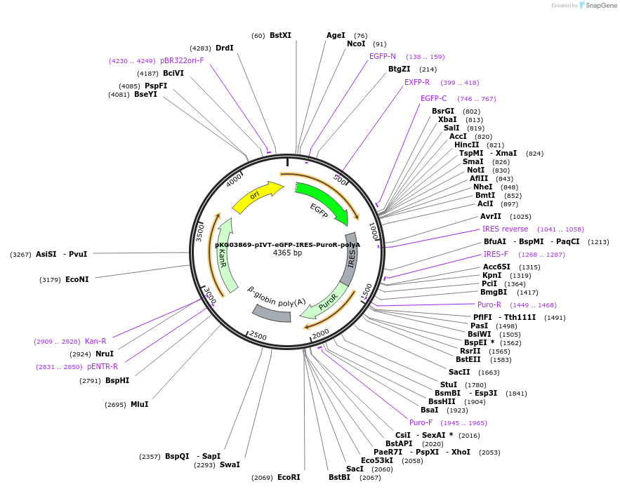 246041-plasmid-map-sequence-id-489683