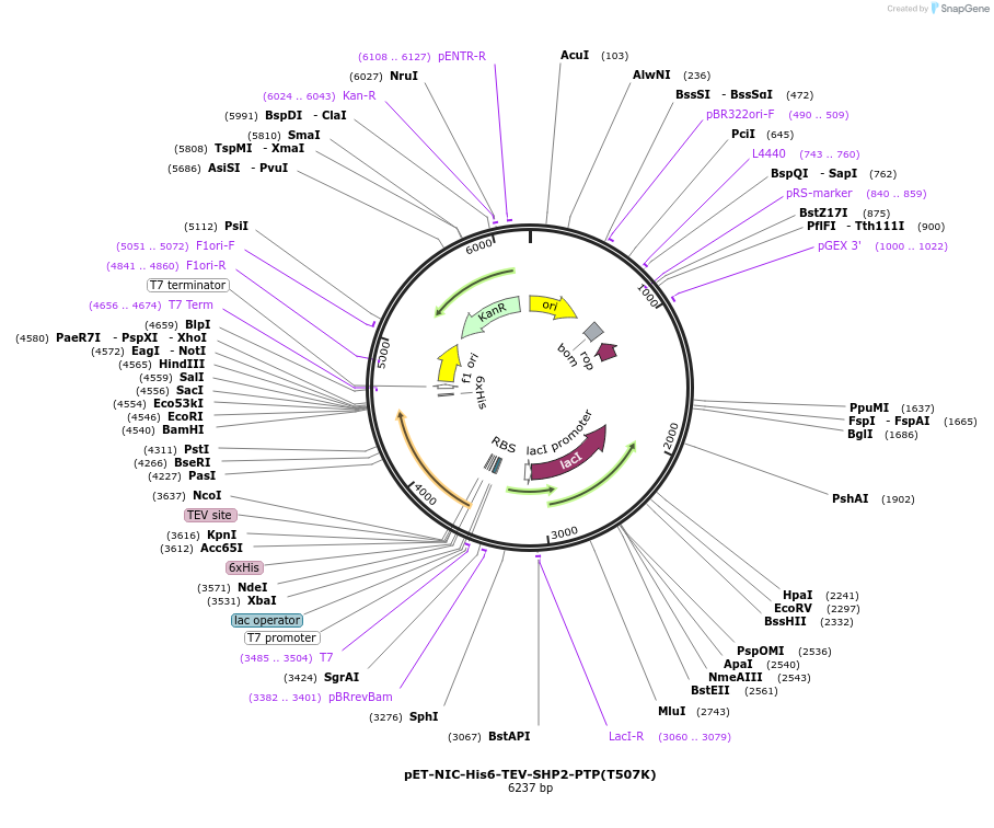 245217-plasmid-map-sequence-id-489746